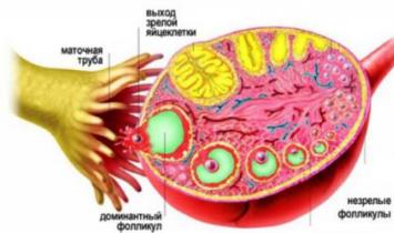 Жълто тяло при ултразвуково изследване на яйчниците: характеристики, показатели и диагностични нюанси