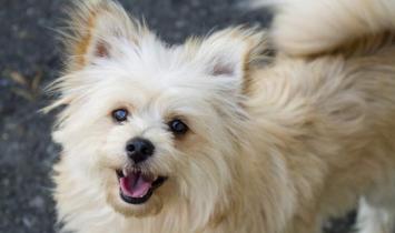 A központi idegrendszer gyulladásos betegségeinek kezelése kutyákban Idegrendszeri betegségek kezelése kutyákban