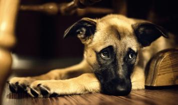 Symptômes et traitement des névroses chez le chien Maladies neurologiques du chien